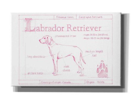 Blueprint Labrador Retriever in Pink  by Ethan Harper Canvas Wall Art Online Sale